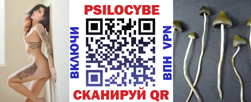 где купить   Мценск  Галлюциногенные грибы Psilocybine cubensis 