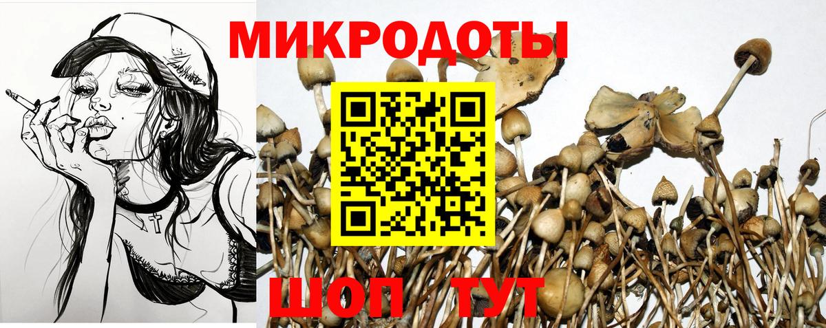 Галлюциногенные грибы Psilocybine cubensis Мценск